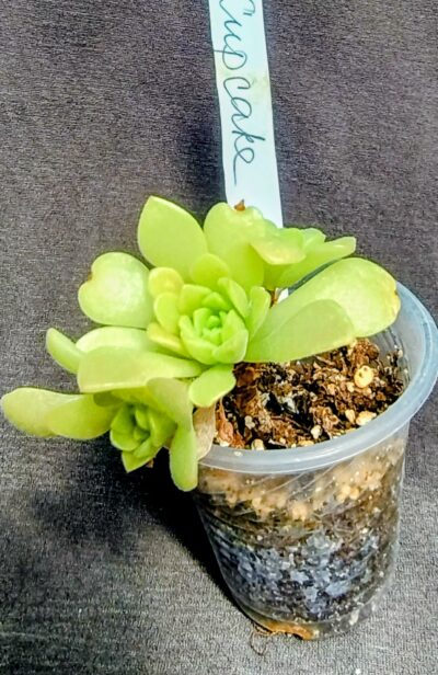Aeonium 'Cupcake'