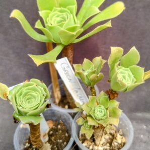 aeonium Green Cashemere(пахне як Velour)