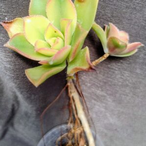 Aeonium haworthii 'Dream Color' (Kiwi Aeonium)