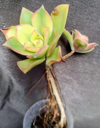 Aeonium haworthii 'Dream Color' (Kiwi Aeonium)