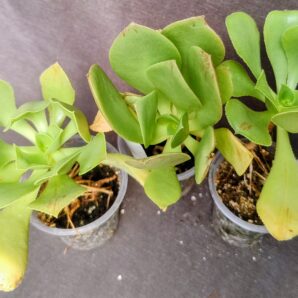 Aeonium Glutinosum
