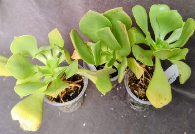 Aeonium Glutinosum