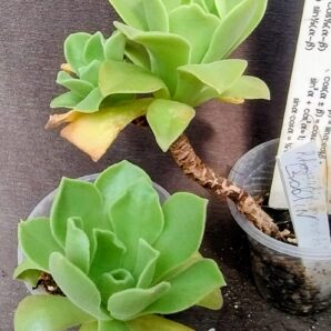 Aeonium Goblin(не варієгатна Balerina)