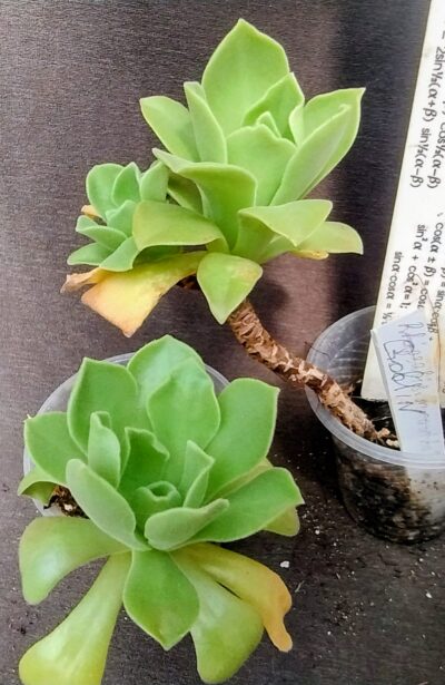 Aeonium Goblin(не варієгатна Balerina)