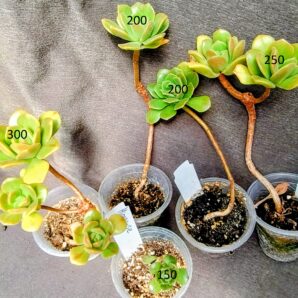 aeonium hierrense