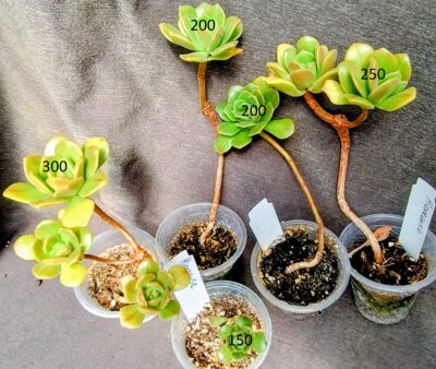 aeonium hierrense