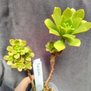 Aeonium burchardii