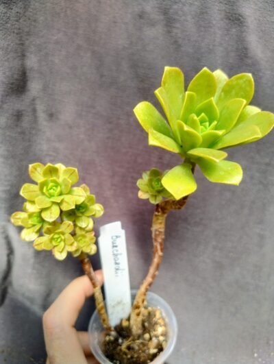 Aeonium burchardii