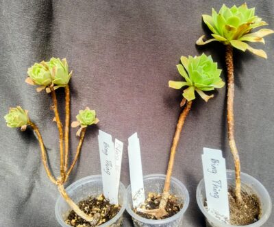 Aeonium 'Bing Thing' - Зображення 2