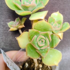 aeonium sp3