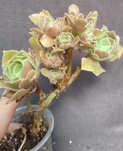aeonium Halloween cristata - Зображення 2