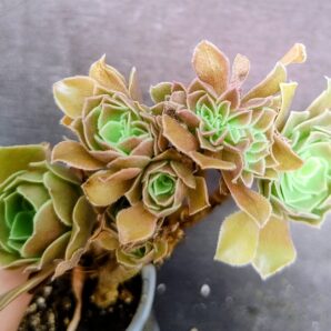aeonium Halloween cristata