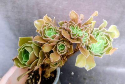 aeonium Halloween cristata