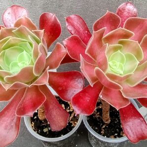 Aeonium 'Kilimanjaro'