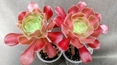Aeonium 'Kilimanjaro'