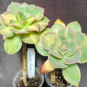 aeonium Lemon lime (syn. Starburst)