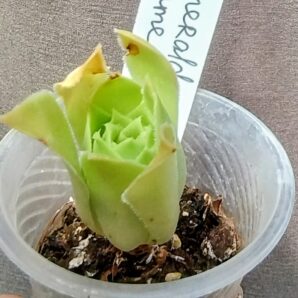 Aeonium Emerald Flame