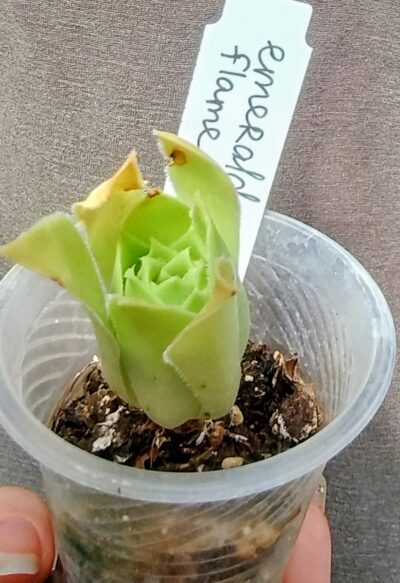 Aeonium Emerald Flame