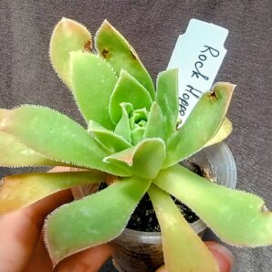 aeonium Rock Hopper