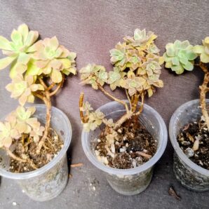 Aeonium Castello-paivae cv. Sarae