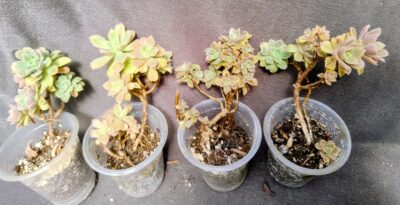 Aeonium Castello-paivae cv. Sarae
