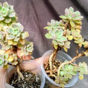 Aeonium Castello-paivae cv. Sarae