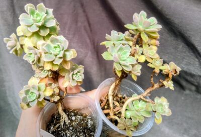 Aeonium Castello-paivae cv. Sarae