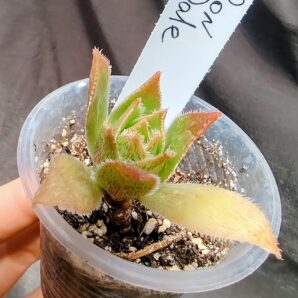 aeonium Ron Dale