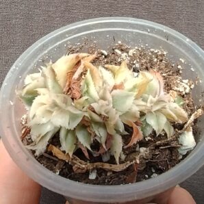 aeonium sunburst cristata