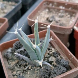 Leuchtenbergia principis | 57