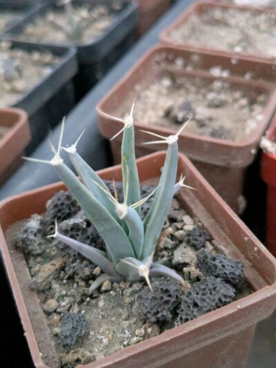 Leuchtenbergia principis