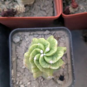 Echinocereus viereckii ssp. morricalii