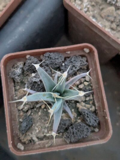 Leuchtenbergia principis - Зображення 2