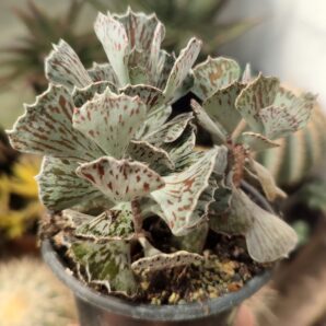 Kalanchoe Rhombopilosa