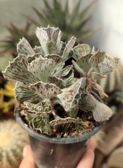 Kalanchoe Rhombopilosa