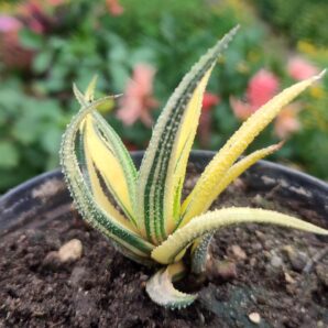 Haworthia radula variegated