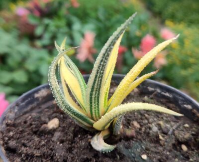 Haworthia radula variegated