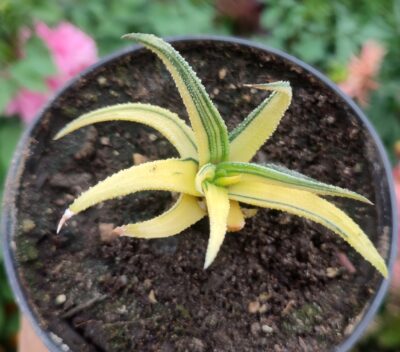 Haworthia radula variegated - Зображення 2