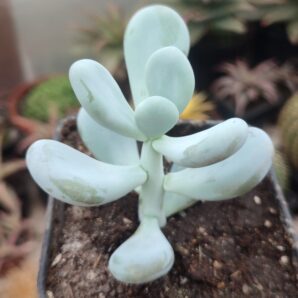 Pachyphytum oviferum