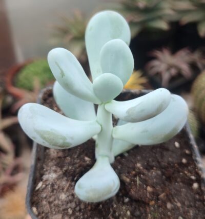Pachyphytum oviferum