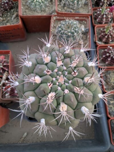 Gymnocalycium zegarrae - Зображення 3