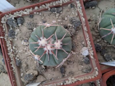 Echinocactus horizonthalonius Pavel Malik, Castanos - Зображення 2