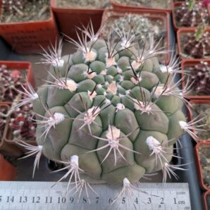 Gymnocalycium zegarrae