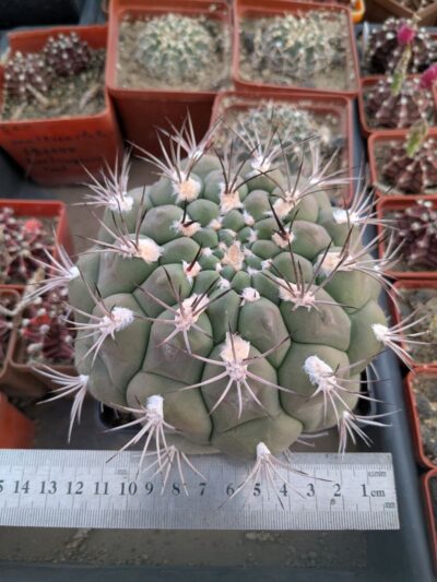 Gymnocalycium zegarrae