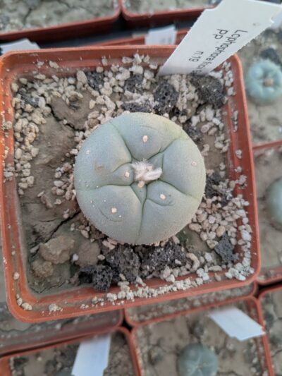 Lophophora fricii San Pedro - Зображення 2