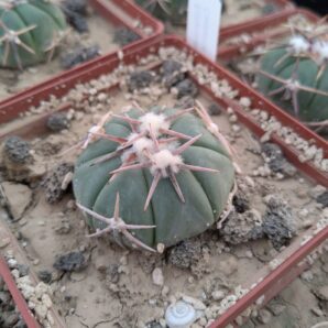 Echinocactus horizonthalonius Pavel Malik, Castanos