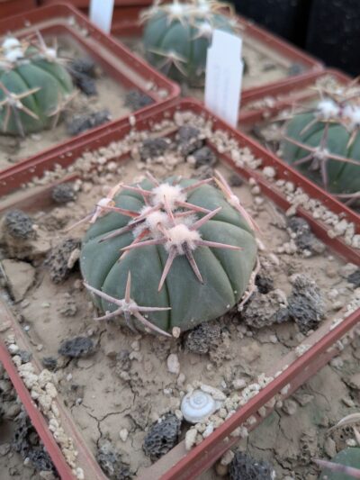 Echinocactus horizonthalonius Pavel Malik, Castanos