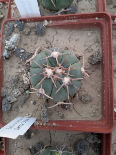 Echinocactus horizonthalonius Sandia Chica - Зображення 2