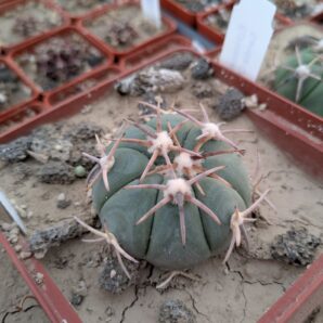 Echinocactus horizonthalonius Sandia Chica
