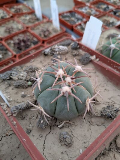 Echinocactus horizonthalonius Sandia Chica